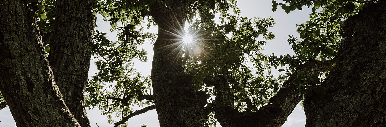 Baum mit Sonnenlicht